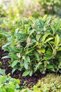 Obraz Sarcococca